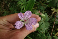 Geranium wlassovianum