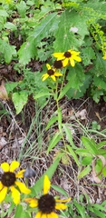 Rudbeckia missouriensis