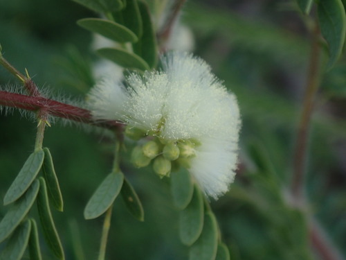 Image of Acaciella Lemmonii (Acaciella lemmonii) by no rights reserved
