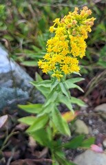 Solidago randii
