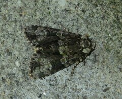 Craniophora ligustri