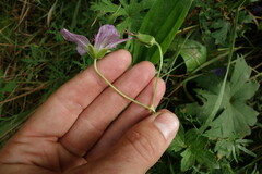 Geranium wlassovianum