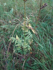 Tanacetum corymbosum