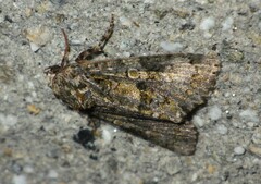 Craniophora ligustri