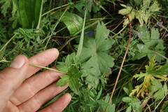 Geranium wlassovianum