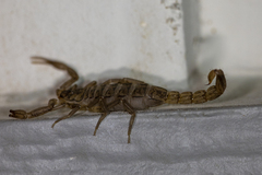 Serradigitus gertschi