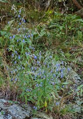 Campanula divaricata