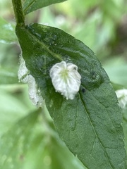 Aphidomorpha