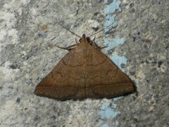 Zanclognatha lunalis