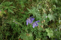 Geranium transbaicalicum