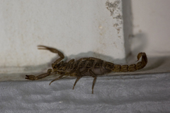 Serradigitus gertschi