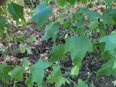 Rubus odoratus