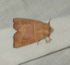 Atethmia centrago