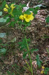 Aureolaria virginica