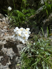 Achillea clavennae