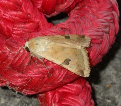 Heliothis peltigera
