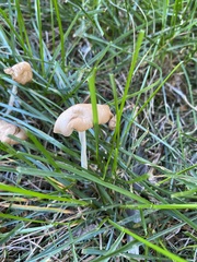 Rhodocybe