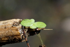 Lysimachia vulgaris