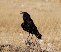 Corvus capensis capensis