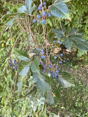 Parthenocissus inserta