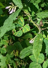 Amphicarpaea bracteata