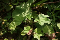 Malva verticillata