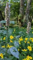 Agastache scrophulariifolia