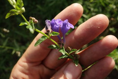 Scutellaria