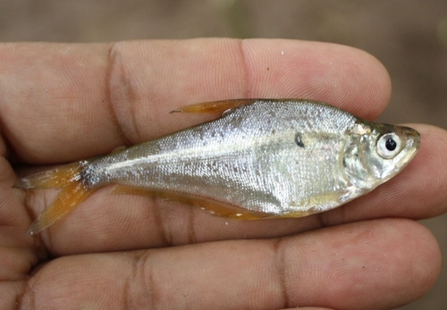 Glaszalm (Roeboides bouchellei) — Characidae — 3