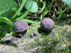 Daldinia childiae