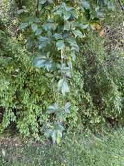 Parthenocissus inserta