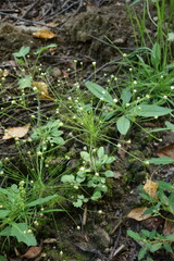 Androsace filiformis