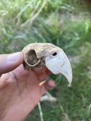 Cyanoliseus patagonus