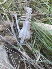 Cyanoliseus patagonus