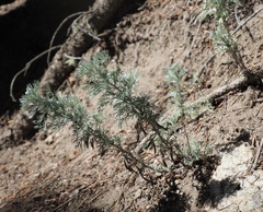Artemisia frigida
