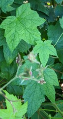 Rubus odoratus