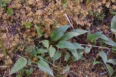 Symphyotrichum ciliolatum
