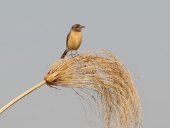 Saxicola torquatus