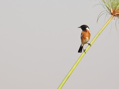 Saxicola torquatus