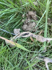 Cyanoliseus patagonus