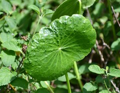 Hydrocotyle bonariensis