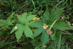 Filipendula palmata