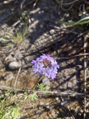 Glandularia tenera