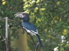 Bycanistes bucinator