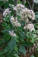 Eutrochium purpureum