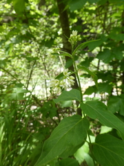 Vincetoxicum hirundinaria