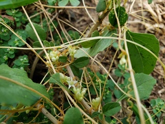 Cuscuta umbellata