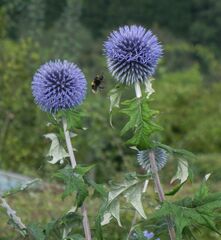 Echinops bannaticus