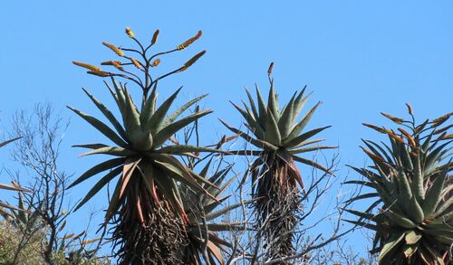 mountain aloe