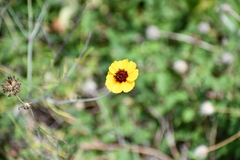 Thelesperma filifolium